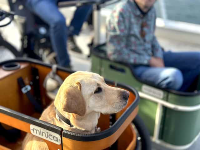Ein Hund begleitet die Tour im Minica-Lastendreirad