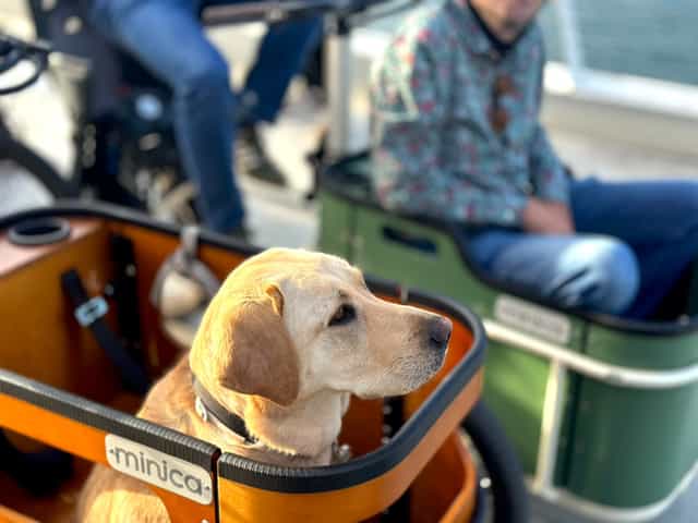Chien installé dans le triporteur électrique Minica de VéloRouge